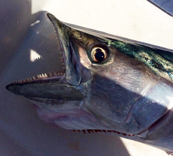 Large fish displaying his teeth
